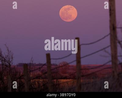 April 5, 2023, Moville, Iowa, USA: A full moon or pink moon rises in the distance behind a barbed wire fence Wednesday evening in rural Woodbury County, Iowa as the sun sets. Reports indicate the pink moon was named after ground phlox flowers that bloom in early spring and was used by Native American tribes as a way to keep track of time. The moon will be its fullest April 6. (Credit Image: © Jerry Mennenga/ZUMA Press Wire) Stock Photo