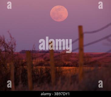 April 5, 2023, Moville, Iowa, USA: A full moon or pink moon rises in the distance behind a barbed wire fence Wednesday evening, April 5, 2023 in rural Woodbury County, Iowa as the sun sets. Reports indicate the pink moon was named after ground phlox flowers that bloom in early spring and was used by Native American tribes as a way to keep track of time. The moon will be its fullest April 6. (Credit Image: © Jerry Mennenga/ZUMA Press Wire) Stock Photo