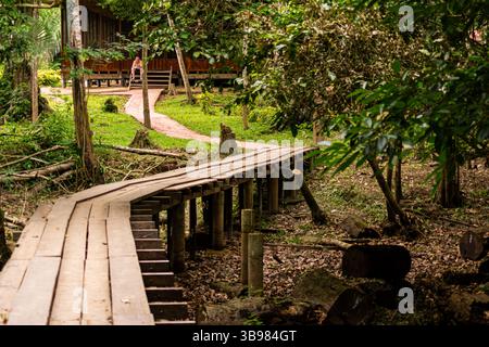 Path and small bridge in the middle of the Peruvian Amazon rainforest ...