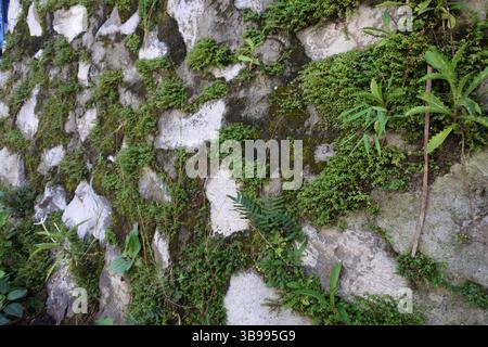 A good texture image of a wall to use as a background image, the natural texture is very unique and pleasing to the eye Stock Photo