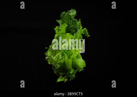 Lettuce or Lactuca sativa isolated on black background. Its texture and green color look fresh, widely grown for consumption as a leaf vegetable Stock Photo