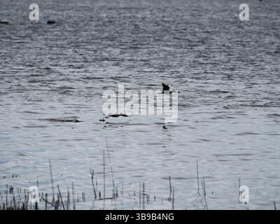 Two black-headed gulls fly low over the lake surface with visible wing motion and water ripples. Stock Photo