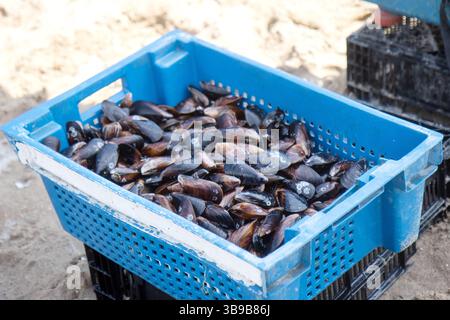 Box of freshly caught mussels on the sandy beach Stock Photo