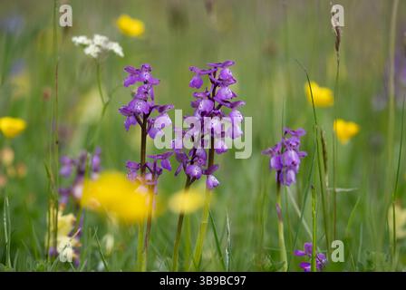 Tiny Green Winged in a field of yellow Dandelion flowers and white Daisies, Worcestershire, England. Stock Photo