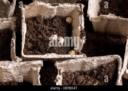 disposable paper pots made of peat with chernozem and pea seeds , planting dried pea grains in fertile soil in paper biodegradable pots closeup Stock Photo