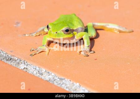 Close up of a European tree frog on orange background Stock Photo