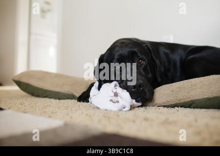 Black dog resting head on blanket while lying on a dog bed indoors Stock Photo
