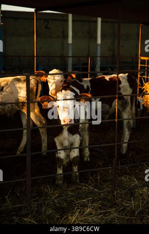 Calf Standing in Pen at Sunset on Farm Stock Photo