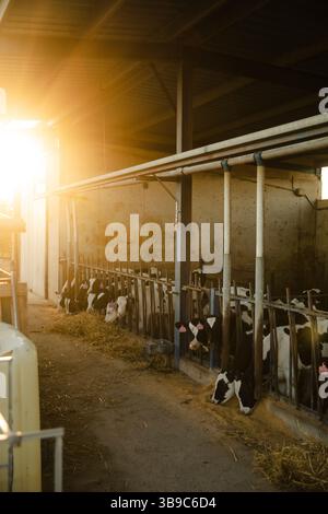Calves Feeding in Barn at Sunrise Light Stock Photo
