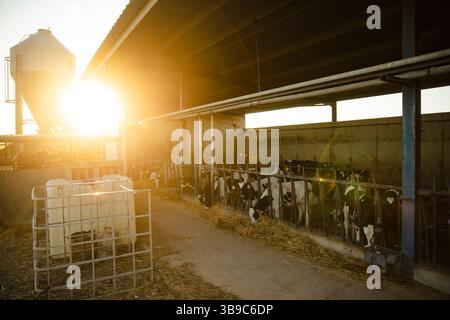 Calves Feeding in Barn at Sunrise Light Stock Photo