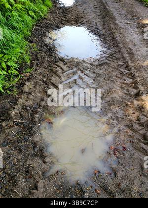 After recent rainfall, a dirt path shows clear tire tracks and shallow puddles reflecting the surrounding greenery, Auvergne, France Stock Photo