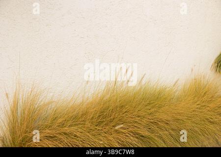 Textured stucco wall and dry grass in warm Cabo afternoon light Stock Photo
