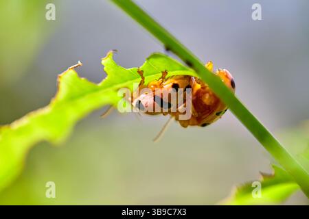 Close-up of ladybug mating on green leaf Stock Photo