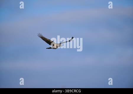 Hooded crow (Corvus cornix) flying in the sky at sunset, wildlife, Helgoland, Germany, Europe Stock Photo