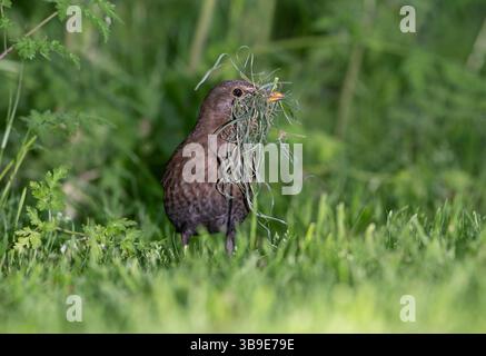 Female Common Blackbird, Turdus merula, collecting nest material in its beak, Regents Park, London, United Kingdom, British Isles Stock Photo