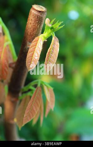 Light Pinkish Red Young Leaves of Cacao Tree or Theobroma Cacao Stock Photo