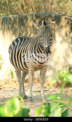 Closeup of a Beautiful Plains Zebras Relaxing in an Open Zoo Stock Photo