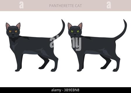 Pantherette Cat clipart. All coat colors set.  All cat breeds characteristics infographic. Vector illustration Stock Vector