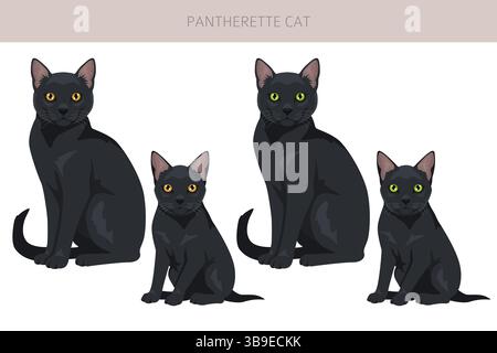 Pantherette Cat clipart. All coat colors set.  All cat breeds characteristics infographic. Vector illustration Stock Vector