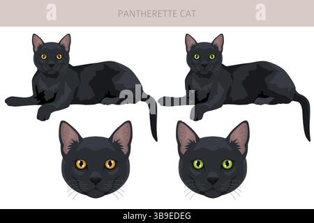 Pantherette Cat clipart. All coat colors set.  All cat breeds characteristics infographic. Vector illustration Stock Vector