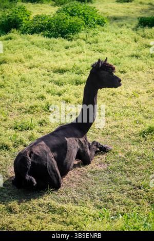 Alpaca on a meadow Stock Photo