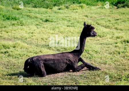 Alpaca on a meadow Stock Photo