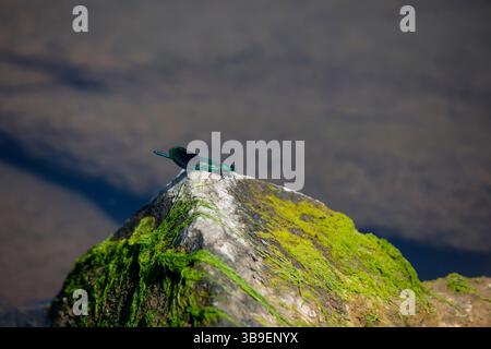 A blue banded damselfly on a stone at the water's edge Stock Photo