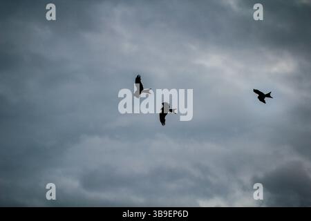 Three red kites in the sky Stock Photo