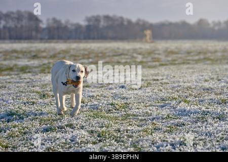 Labrador brings a dummy during training Stock Photo