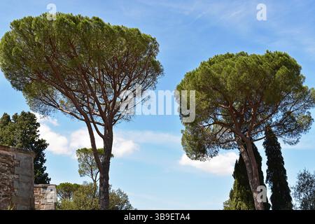 The crowns of two pine trees, Pinus pinea Stock Photo