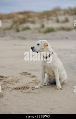 Blond Labrador sitting in the sand on the beach Stock Photo