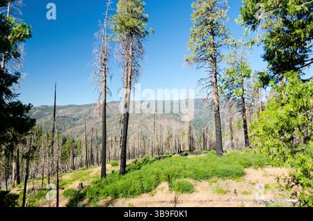 Trees in Yosemite National Park after a fire Stock Photo