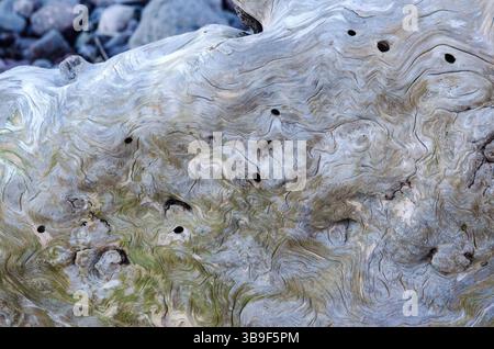 Interesting structure in driftwood Stock Photo