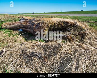 Tree stump laid out on the beach Stock Photo