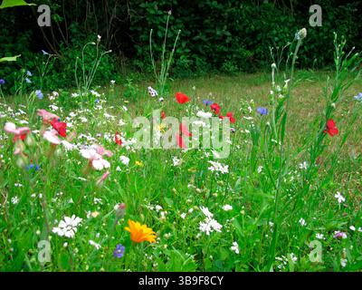 Colourful flower meadow with California poppy, cornflower and corn poppy Stock Photo