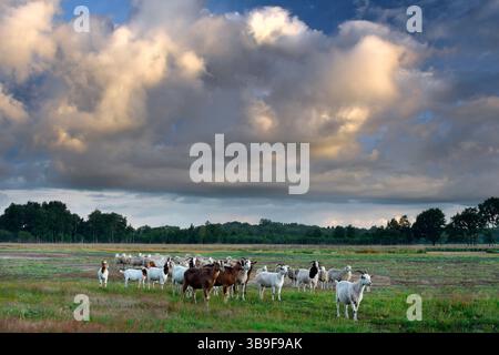Storm clouds over a flock of sheep and goats in the Black Sea nature reserve near Schortens Stock Photo