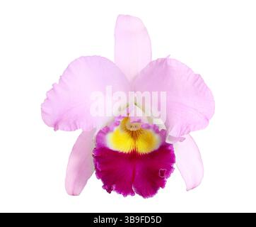 Pink cattleya orchid flower isolated on white background Stock Photo