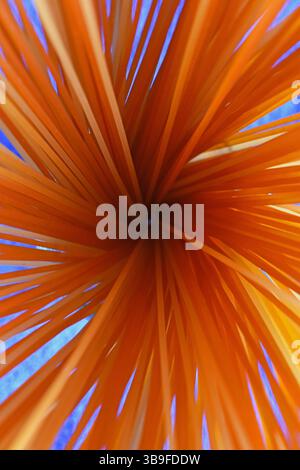Spaghetti peperoncino Stock Photo
