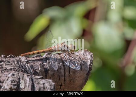 Dragonfly sitting on a branch Stock Photo