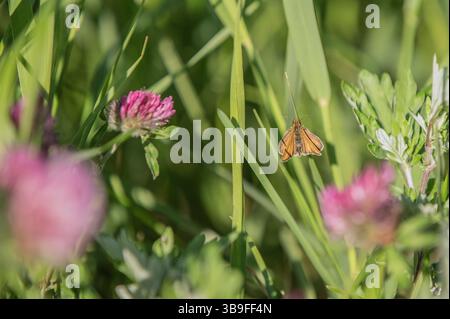 Butterfly on a blade of wet grass Stock Photo - Alamy