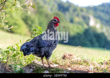 Free-range chickens on a german farm Stock Photo
