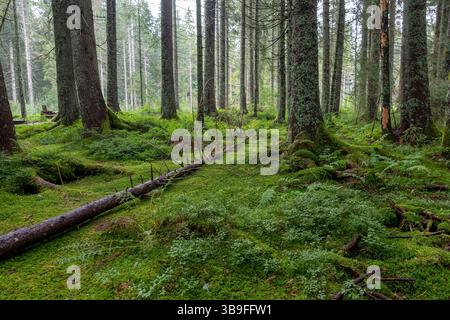 Lichen covered coniferous tree trunks on green forest floor with moss and ferns Stock Photo
