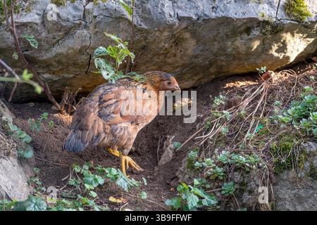 Free range chickens on a german farm Stock Photo