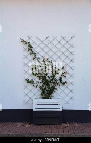 Flower pot with plants on white house wall Stock Photo
