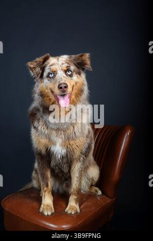 Australian Shepherd, brown-grey-white fur, sits in front of a black background on a brown leather chair in the studio, the dog has bright eyes and looks into the camera. Stock Photo