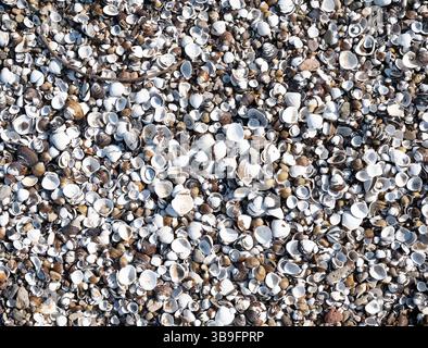 asian clam resp. Corbicula on the River bank, Rhine River, Rhineland, Germany Stock Photo