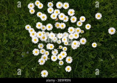 Daisies in the lawn, top view Stock Photo