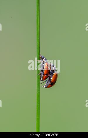 Two Ladybugs on Grass Stem, Mating Season Macro Close-Up Stock Photo