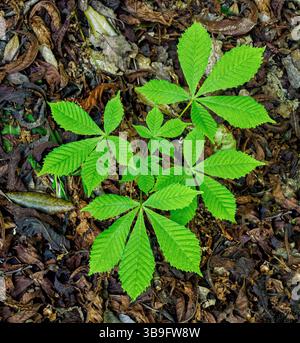 Horse Chestnut seedling Aesculus hippocastanum growing from the leaf litter of a Somerset wood UK Stock Photo