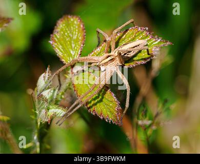 Nurseryweb Spider Pisaura mirabilis sunbathing  with outstretched legs on bramble at Rodborough Common in the Gloucestershire Cotswolds UK Stock Photo